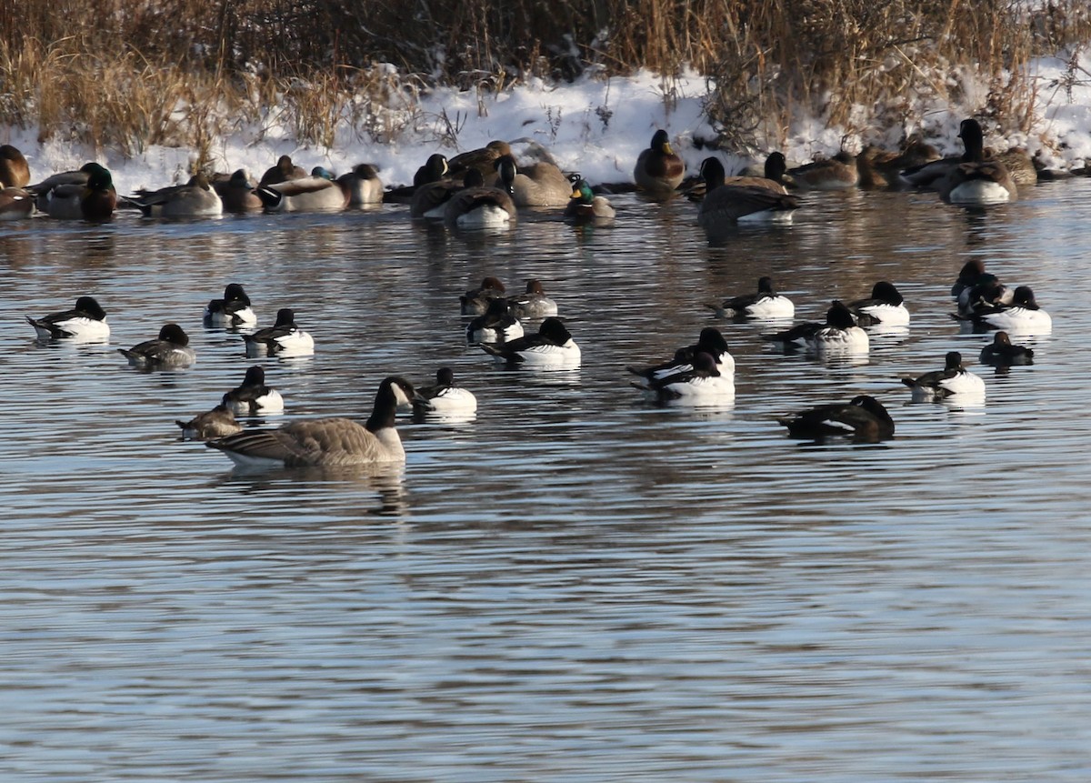 Common Goldeneye - Tom Forwood JR