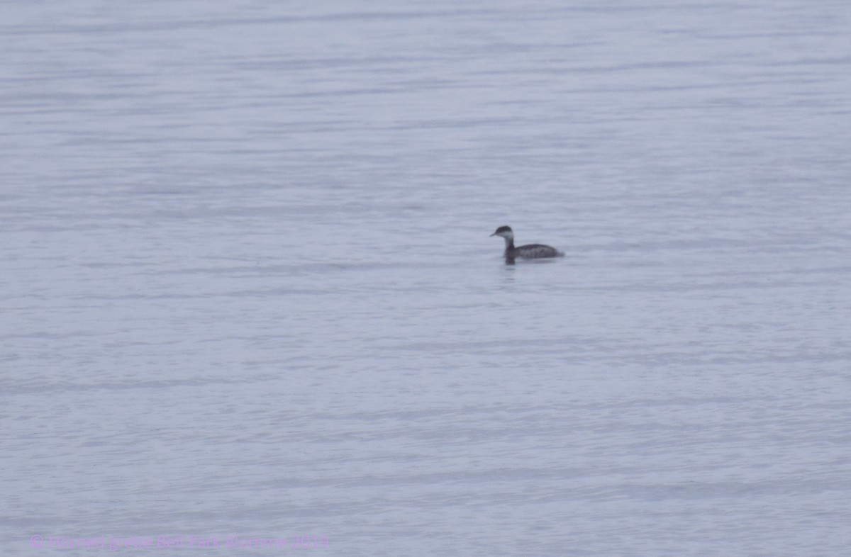 Horned Grebe - ML187466041