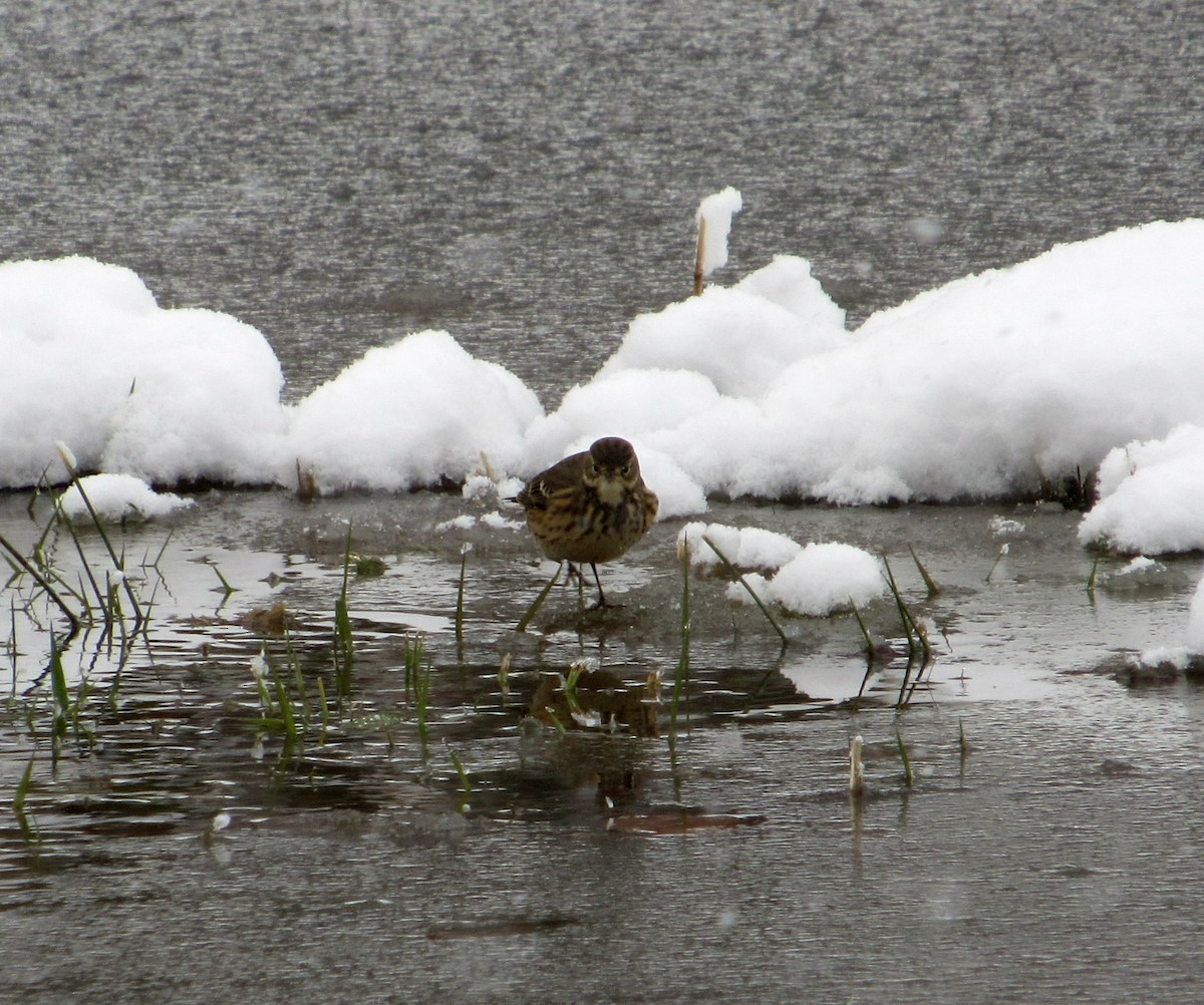 American Pipit - ML187468461