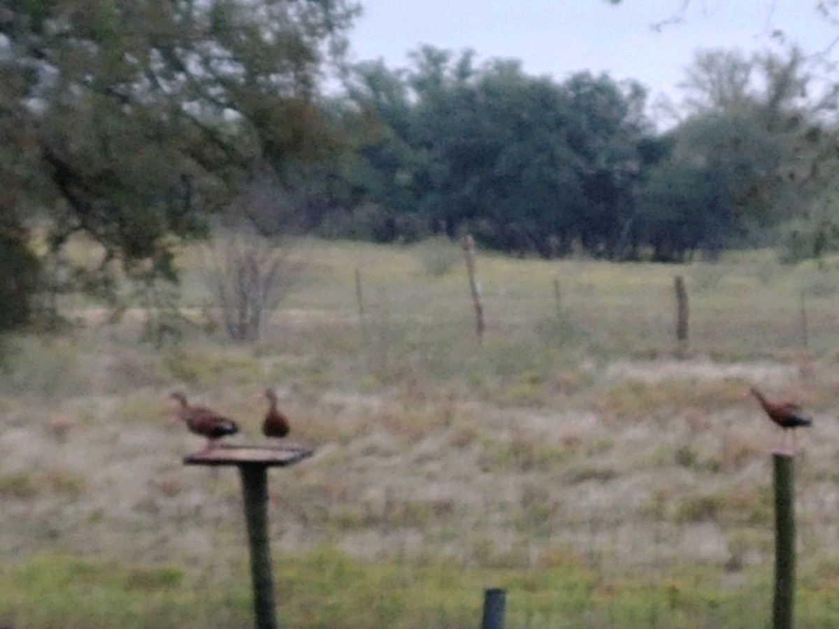 Black-bellied Whistling-Duck - ML187468551