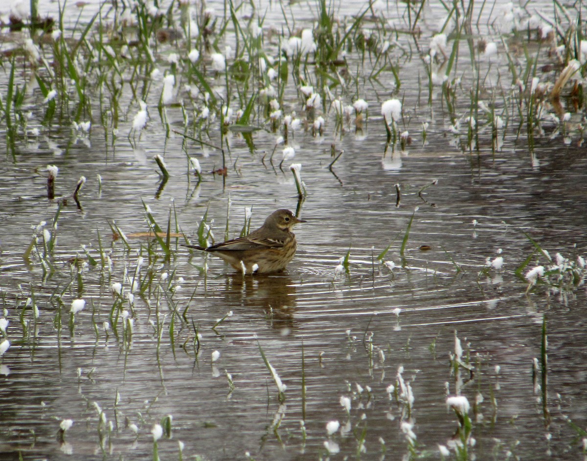 American Pipit - ML187468561
