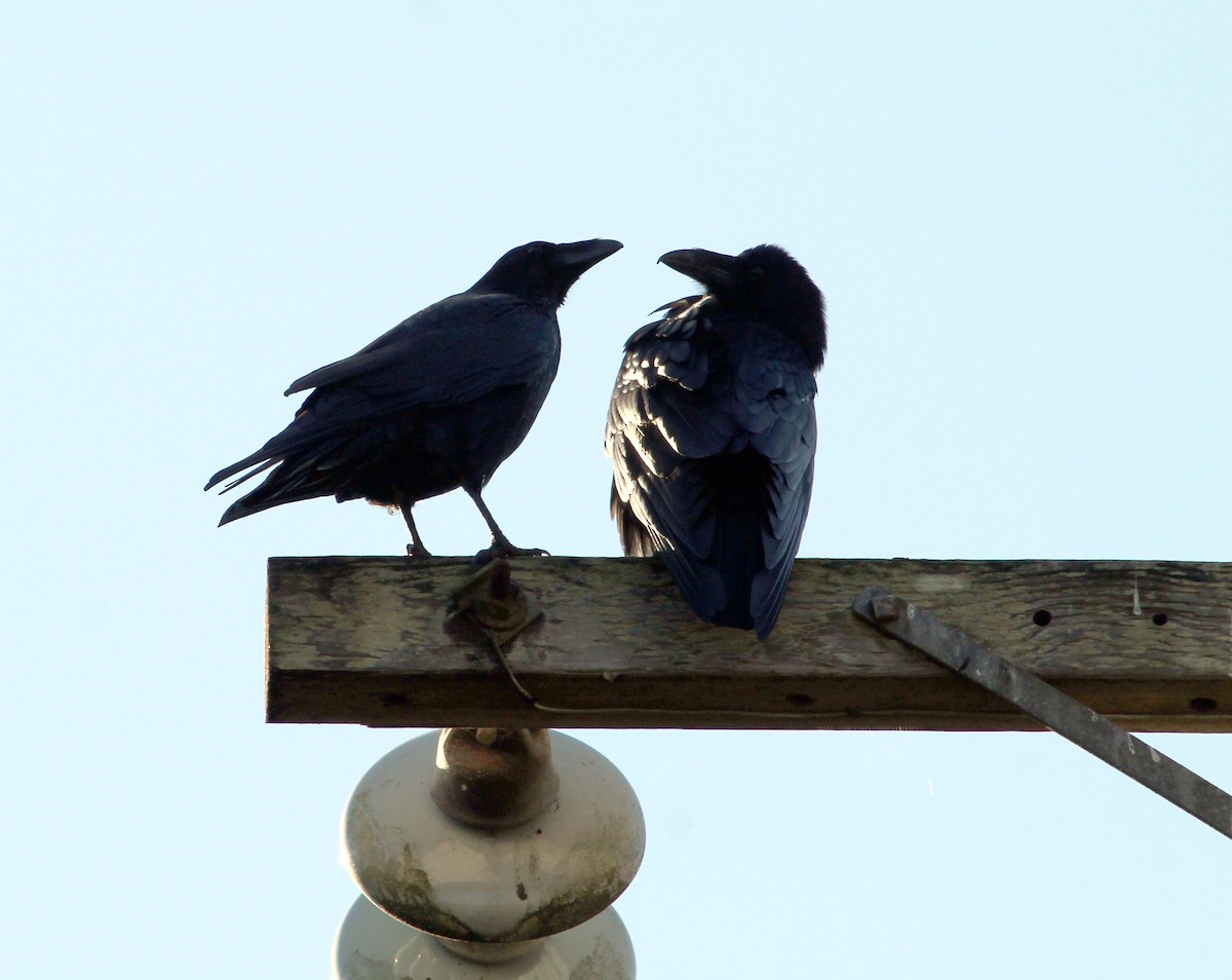 Common Raven - ML187468691