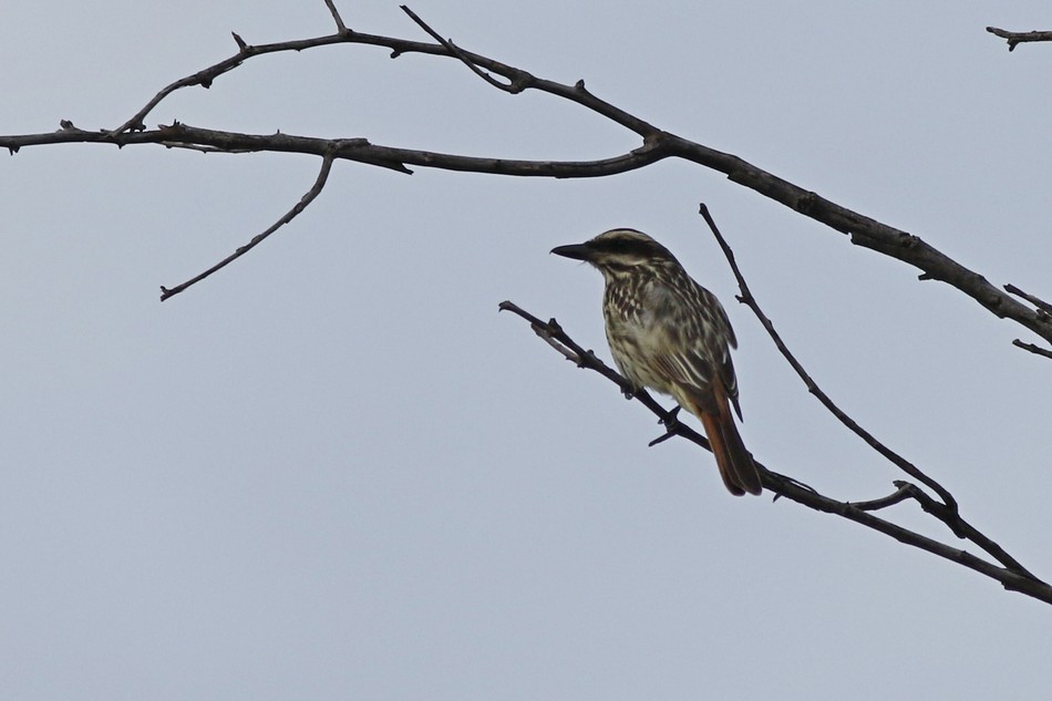 Streaked Flycatcher - ML187470841