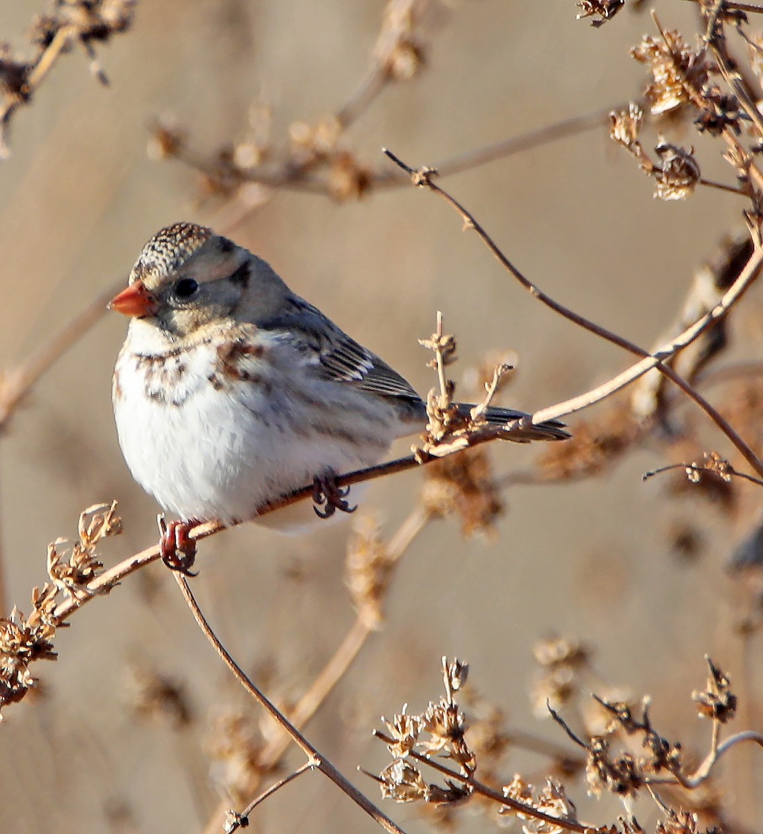 Harris's Sparrow - Elizabeth Winter