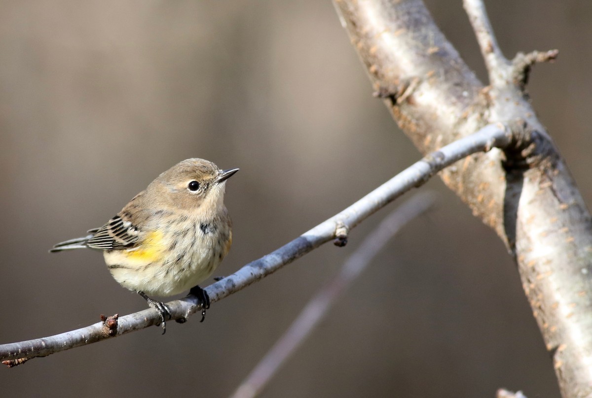 Yellow-rumped Warbler (Myrtle) - Theo Staengl