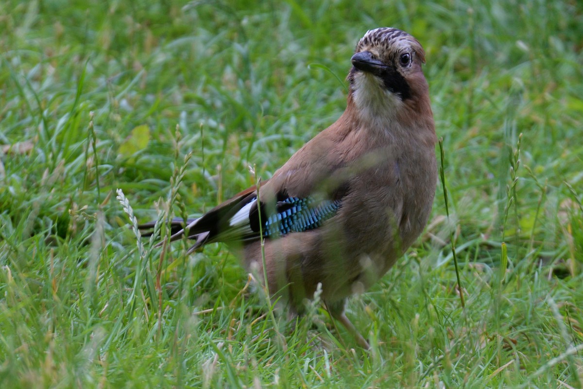 Eurasian Jay - ML187473351