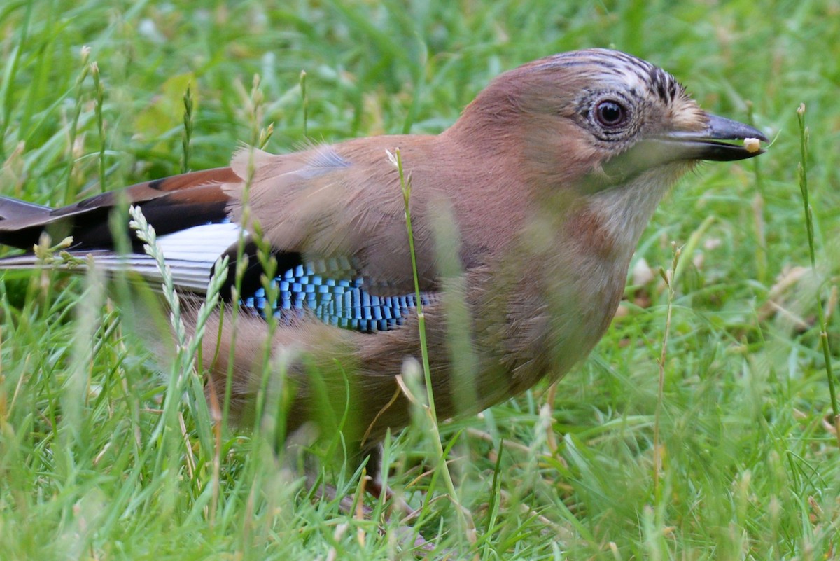 Eurasian Jay - ML187473391