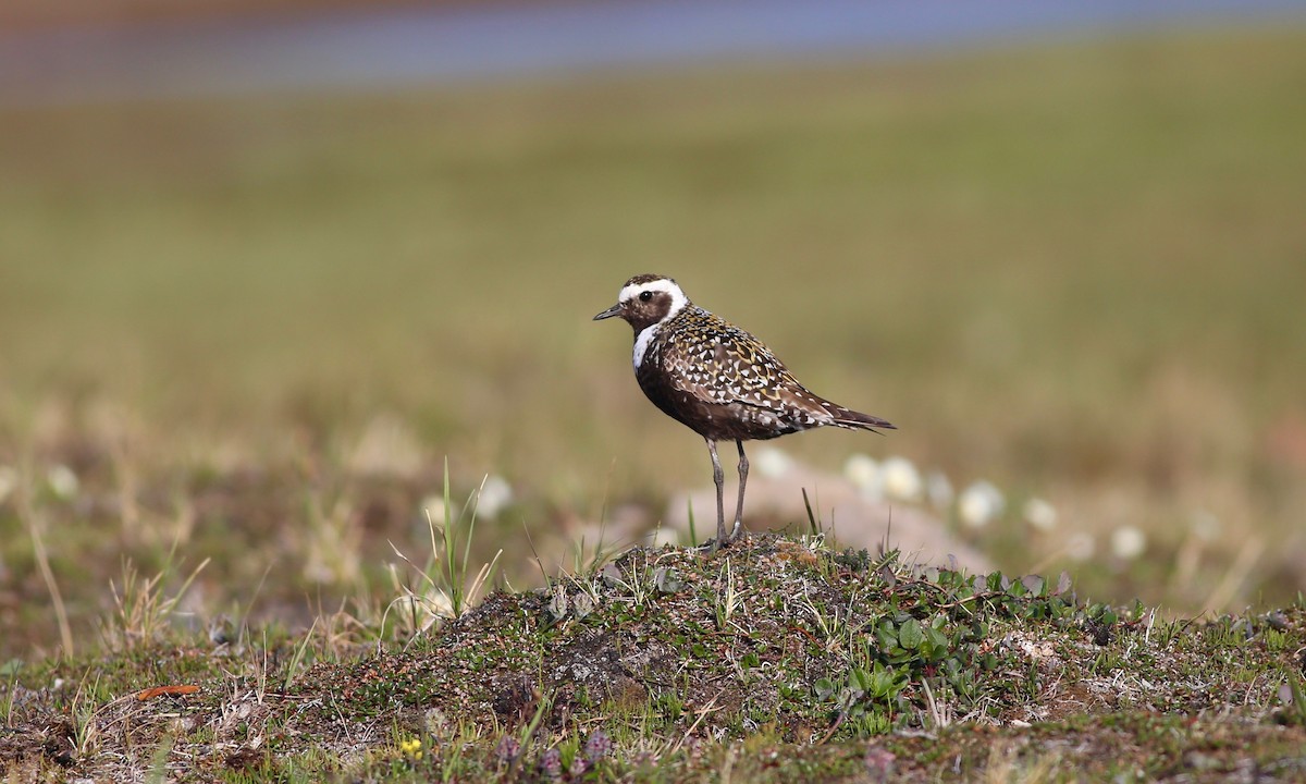 American Golden-Plover - Alan Kneidel