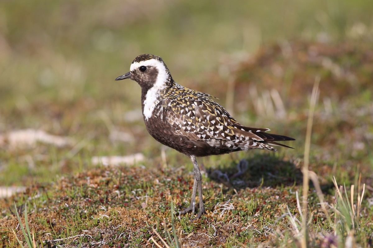 American Golden-Plover - Alan Kneidel