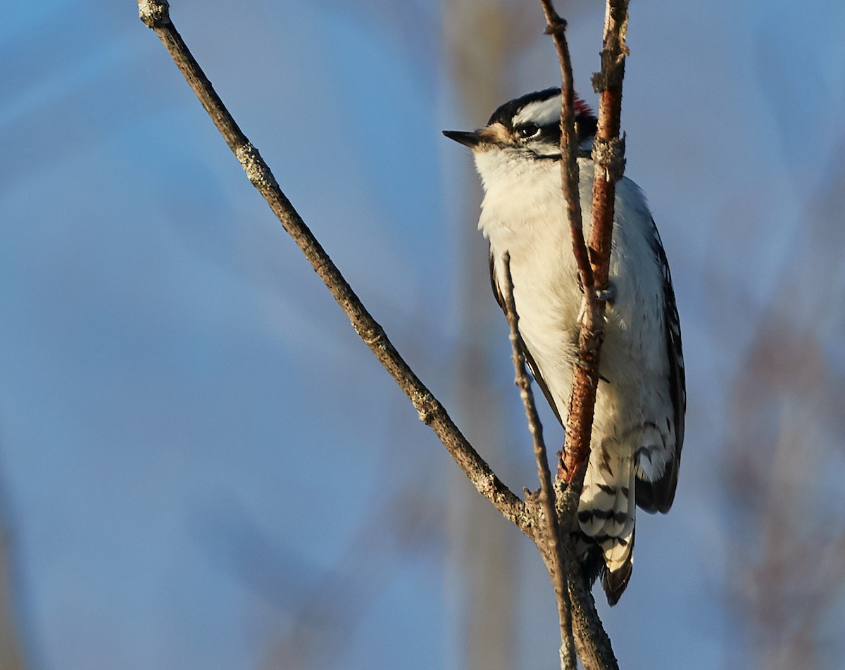Downy Woodpecker - David Bird