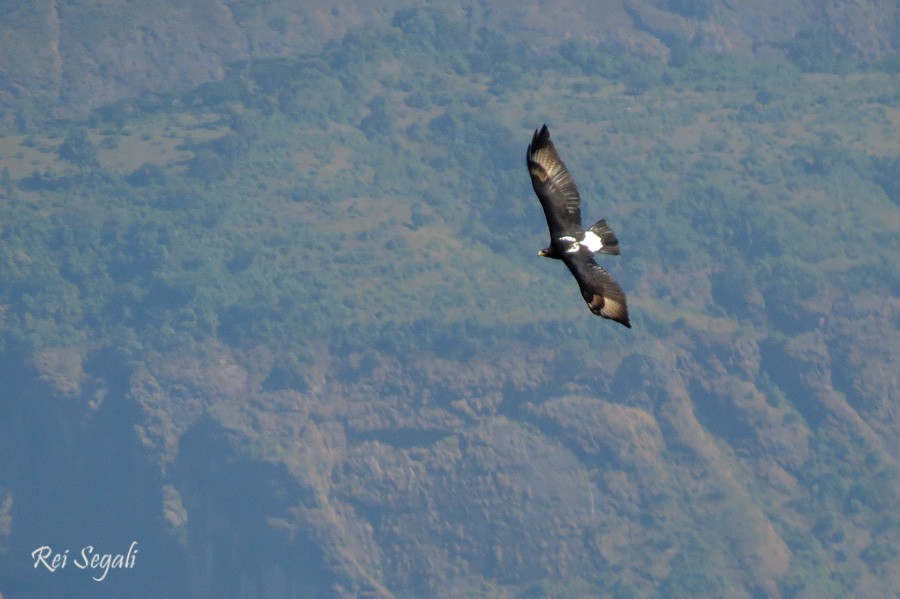 Verreaux's Eagle - ML187477161