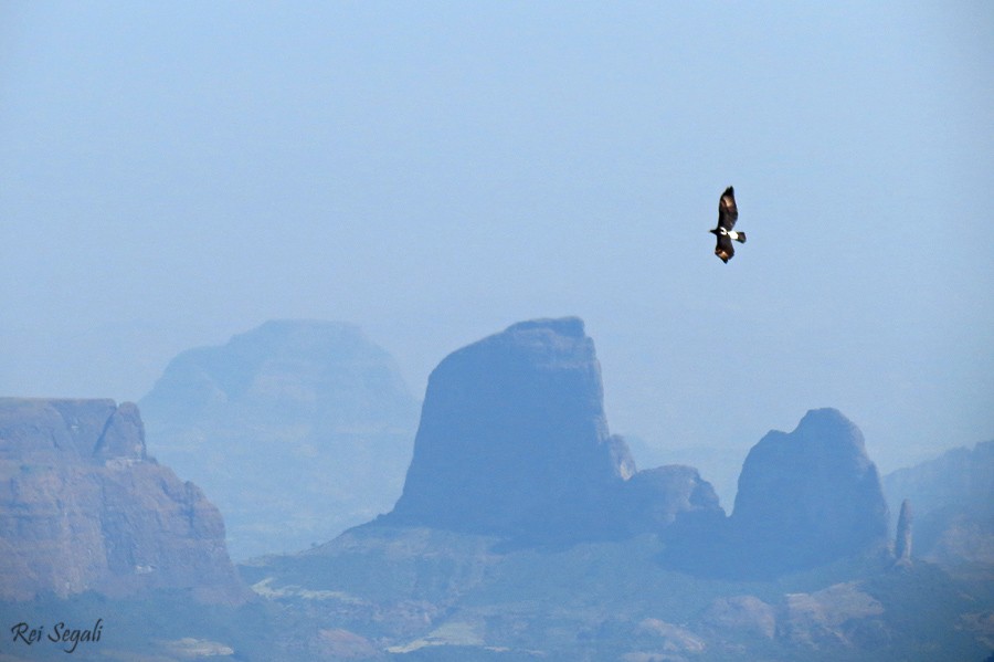 Verreaux's Eagle - ML187477171