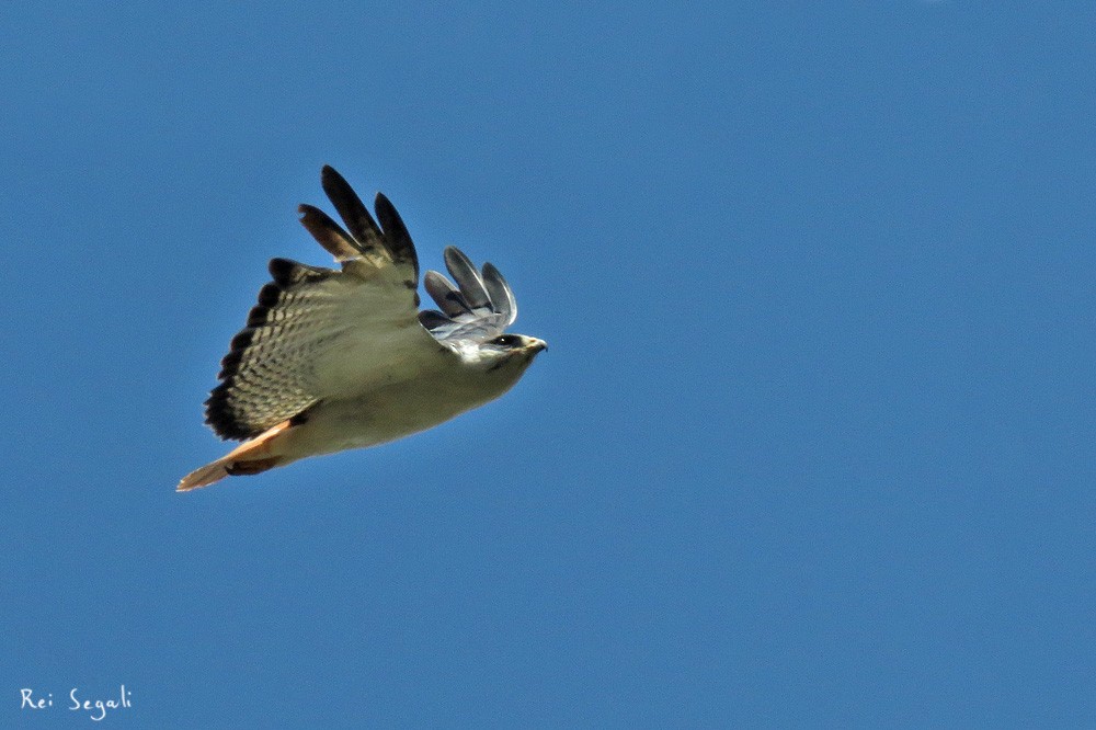 Augur Buzzard (Augur) - ML187477221