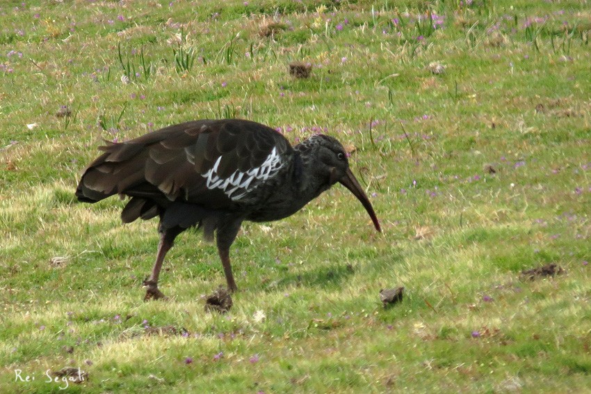 Wattled Ibis - ML187477281