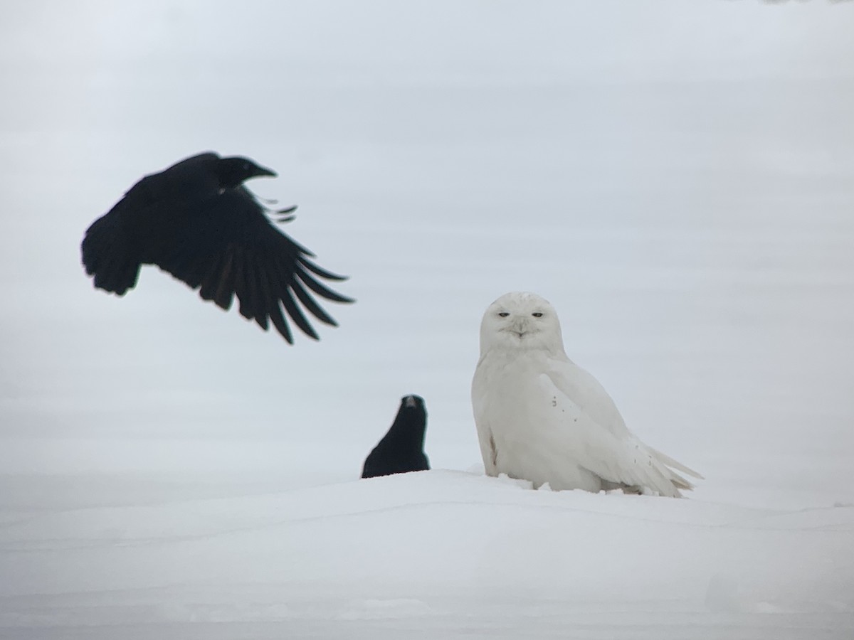 Snowy Owl - ML187478221