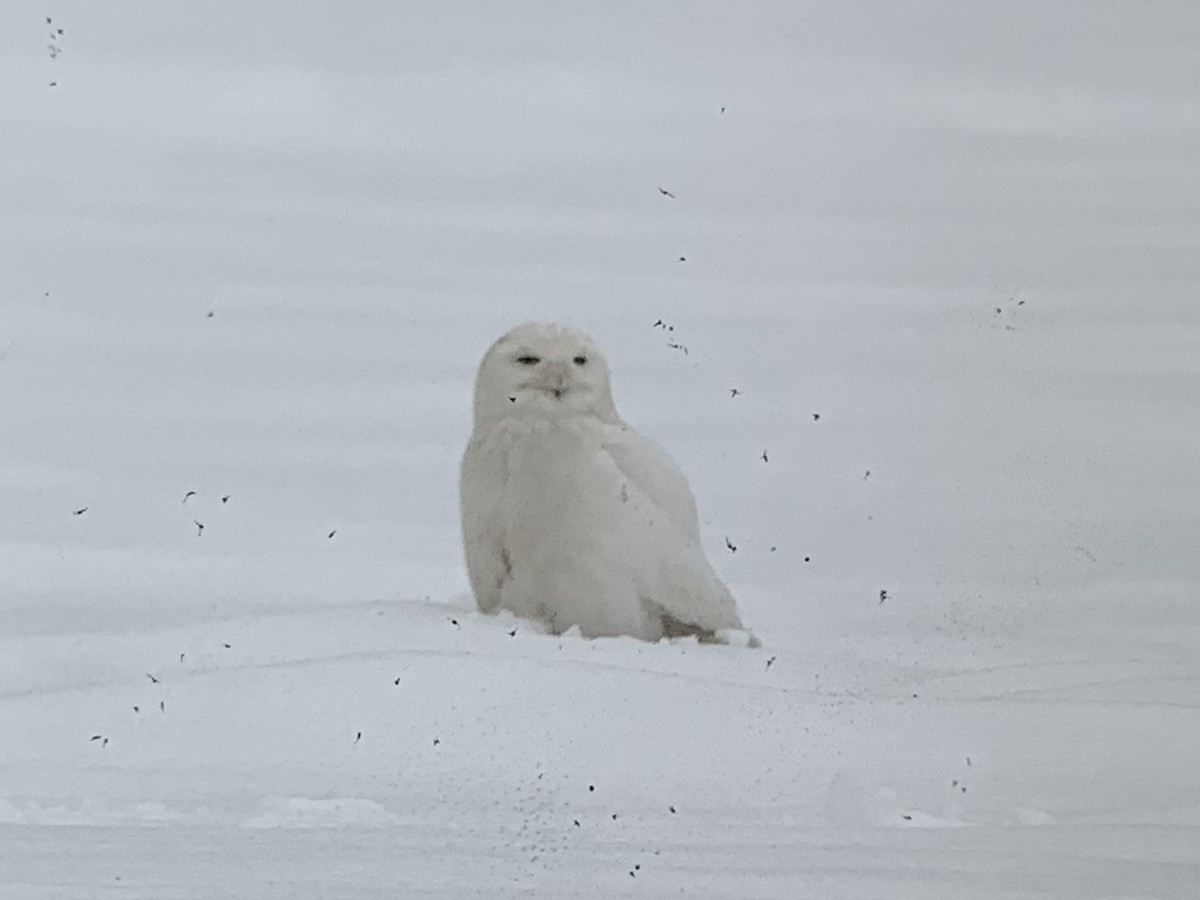 Snowy Owl - ML187478361