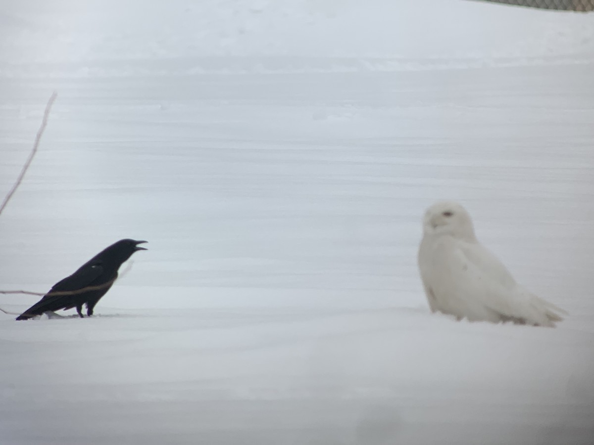 Snowy Owl - ML187478381