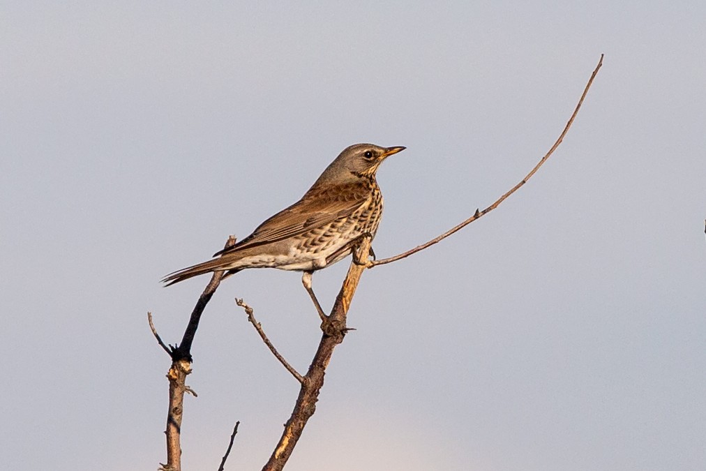 Fieldfare - ML187480081