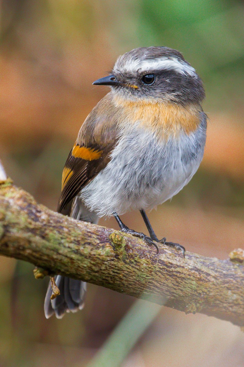 Rufous-breasted Chat-Tyrant - ML187480531