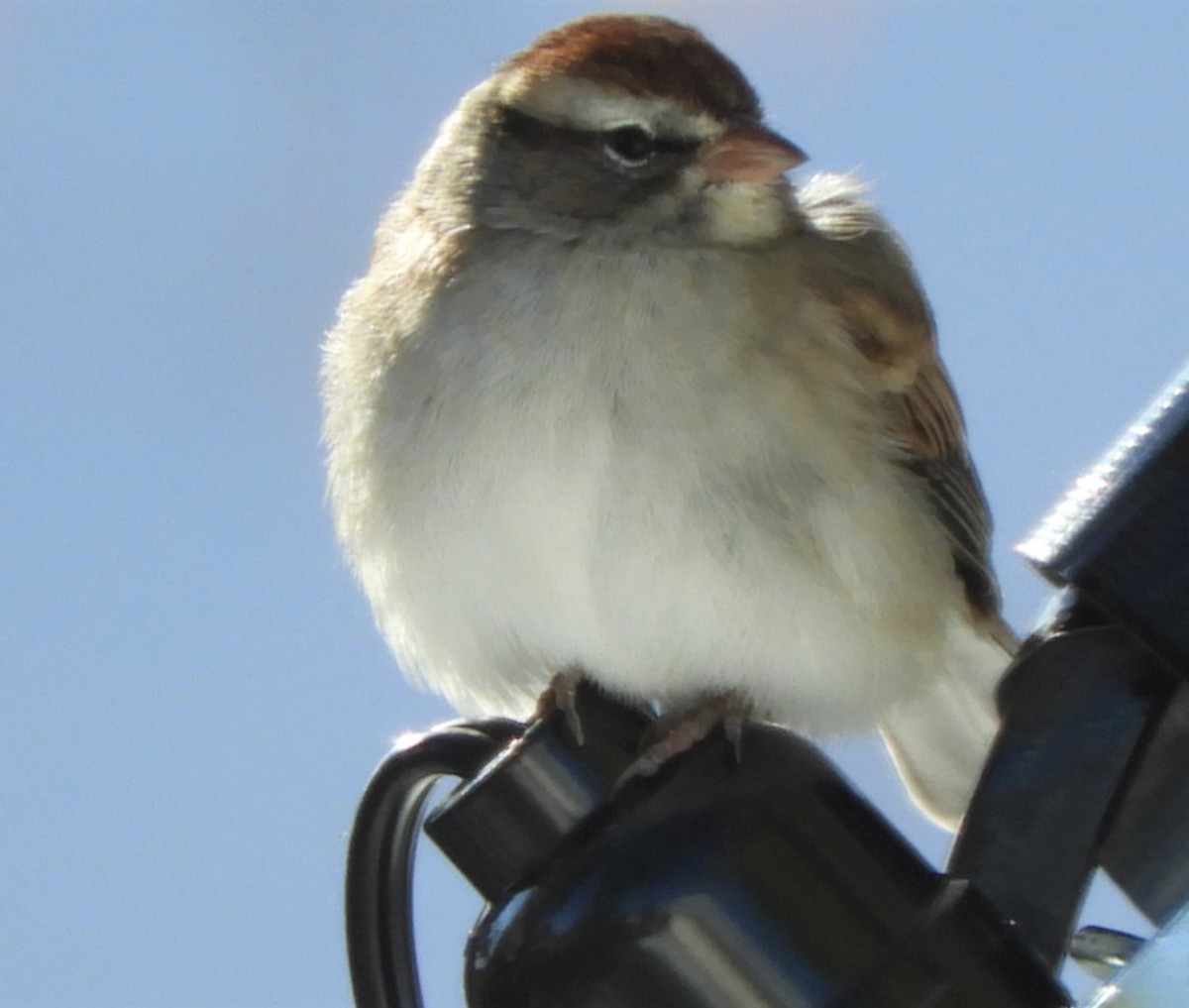 Chipping Sparrow - Paul McKenzie