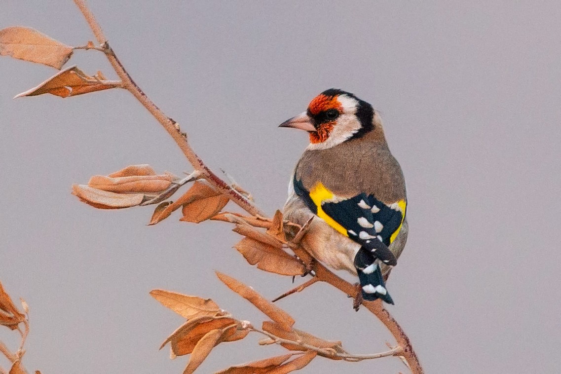 European Goldfinch - ML187480771