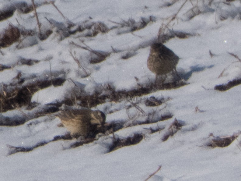 American Pipit - ML187480841