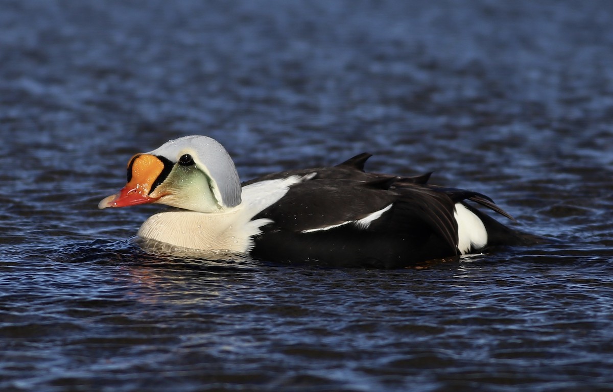 King Eider - ML187480861