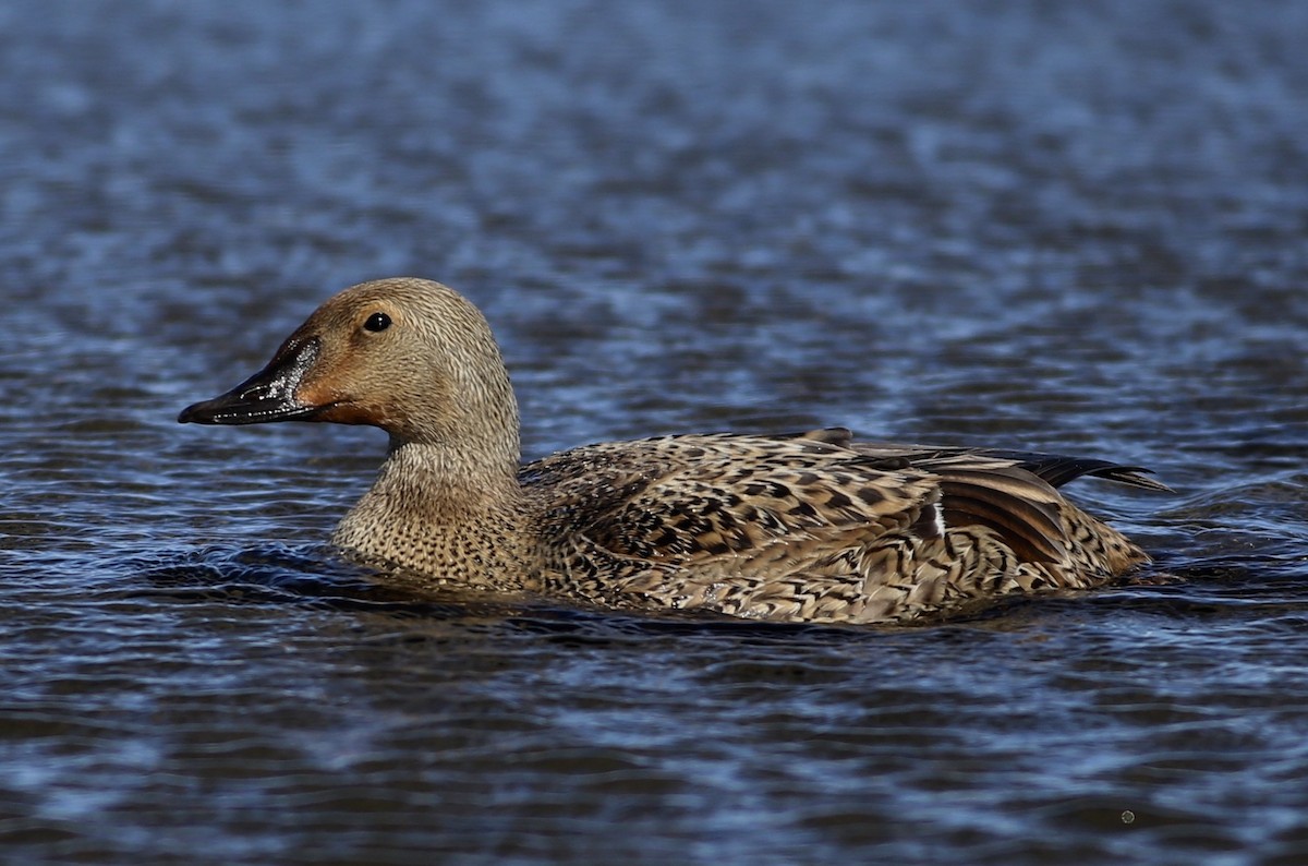 King Eider - ML187480871