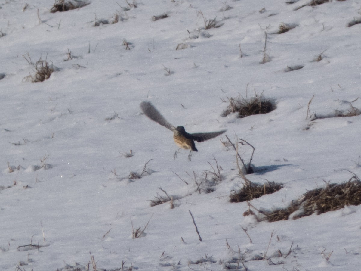 American Pipit - ML187480881