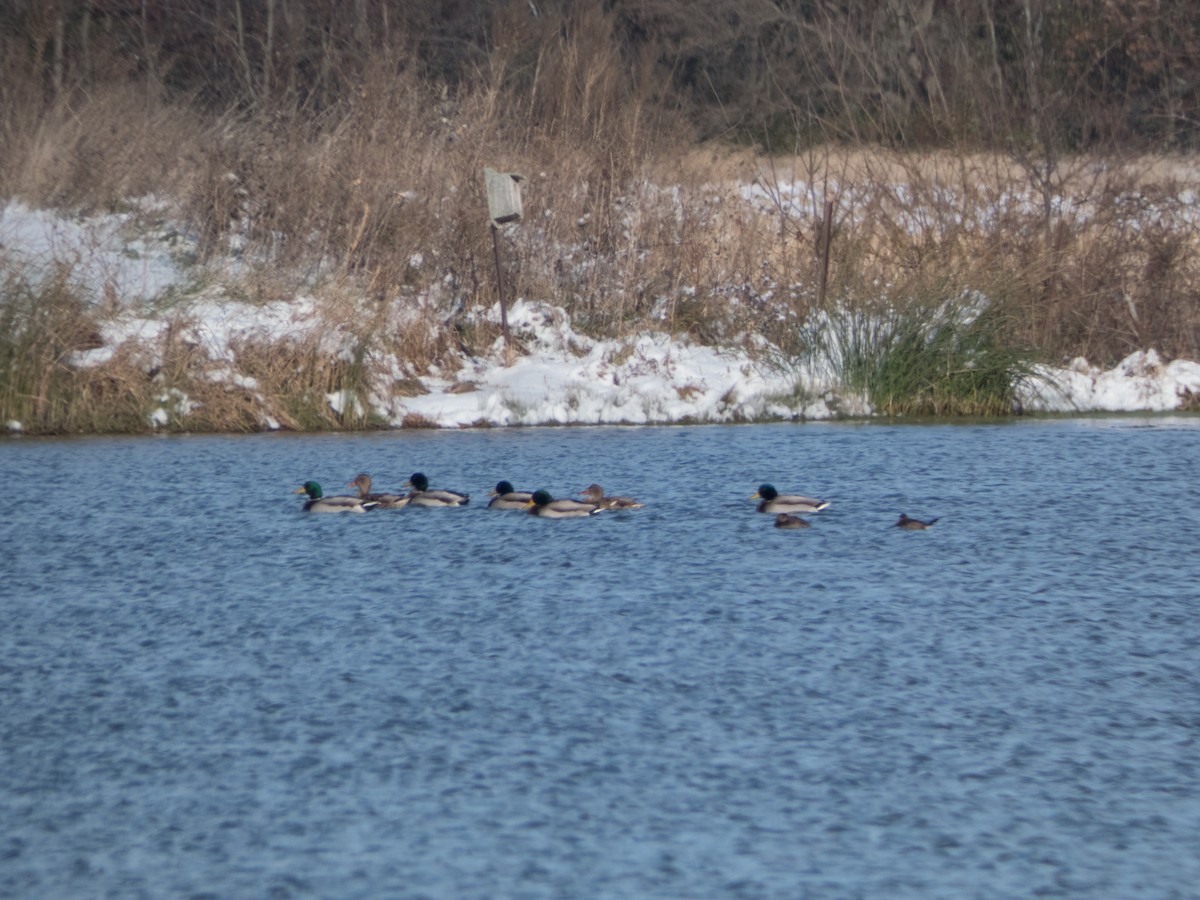 Canard colvert - ML187480931