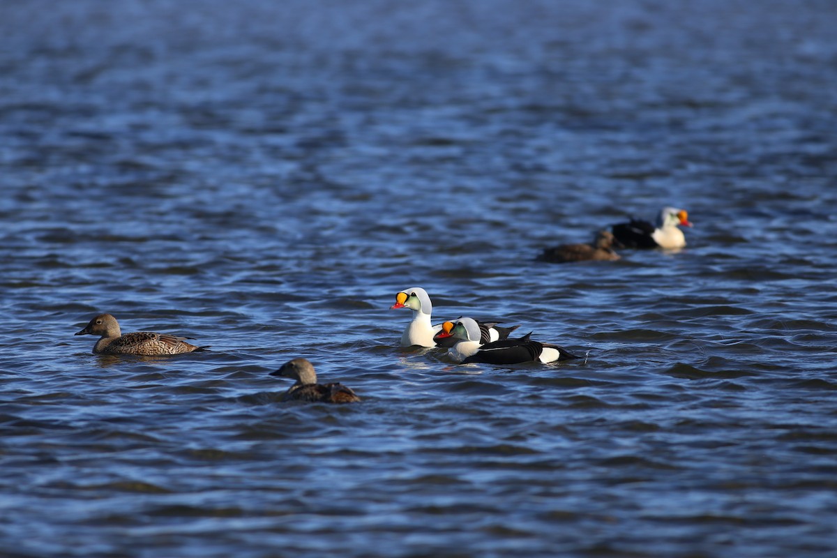 King Eider - ML187481001