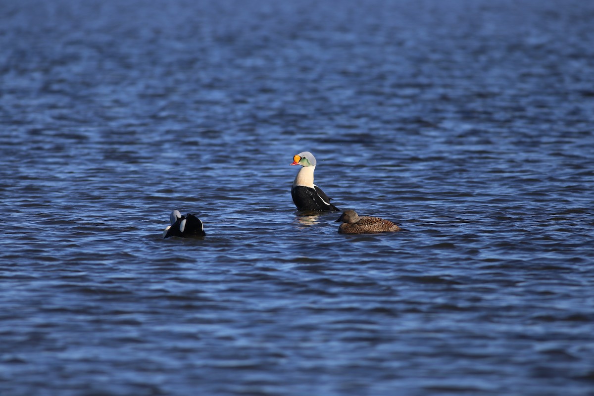 King Eider - ML187481011