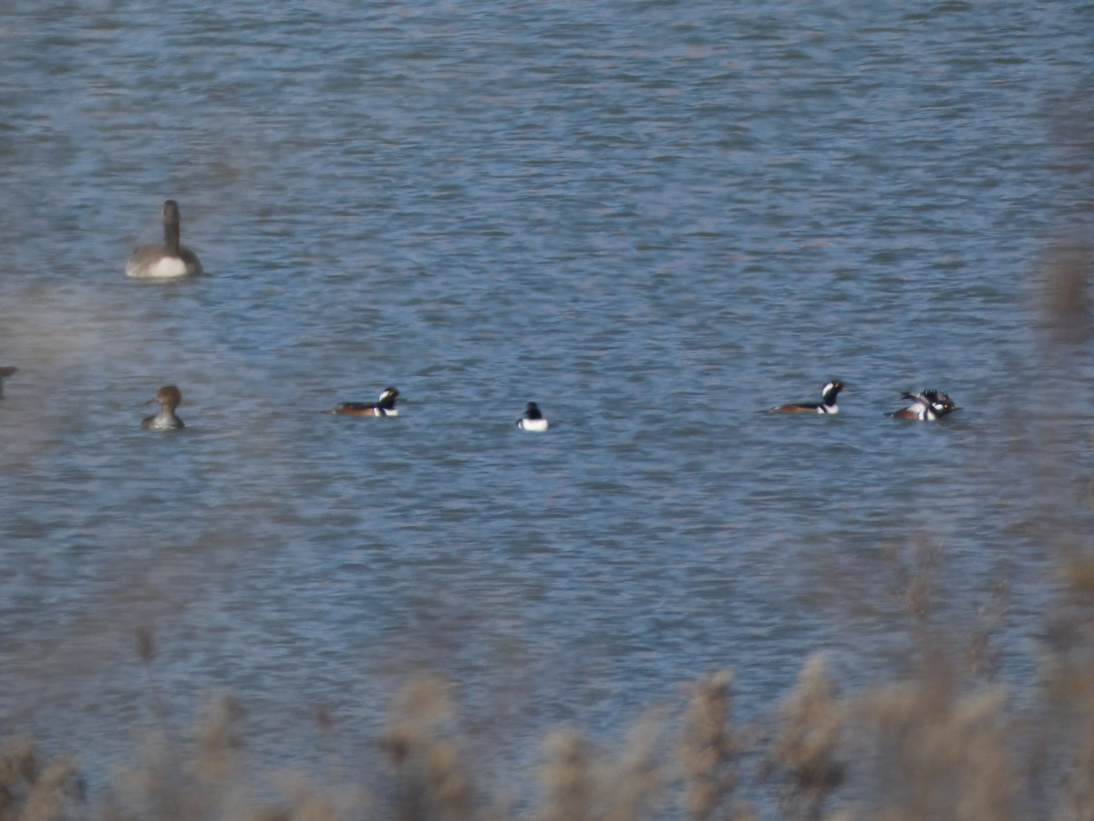 Hooded Merganser - ML187481881