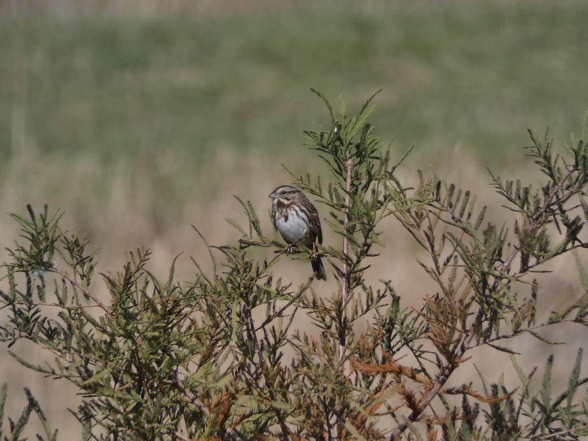 Song Sparrow - ML187481931