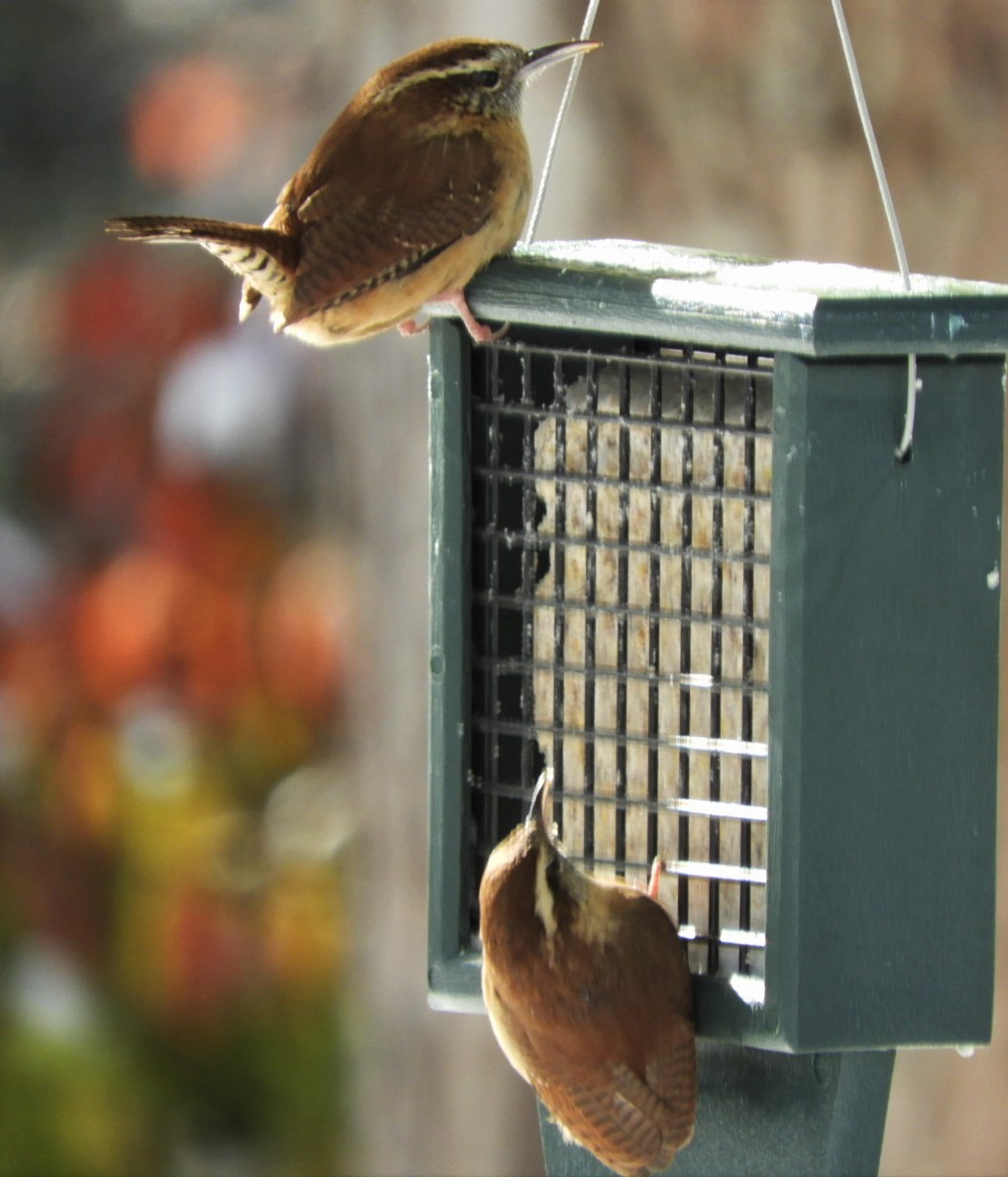 Carolina Wren - ML187481981