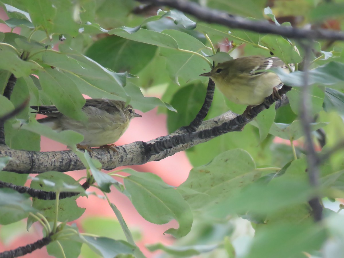 Blackpoll Warbler - ML187482091