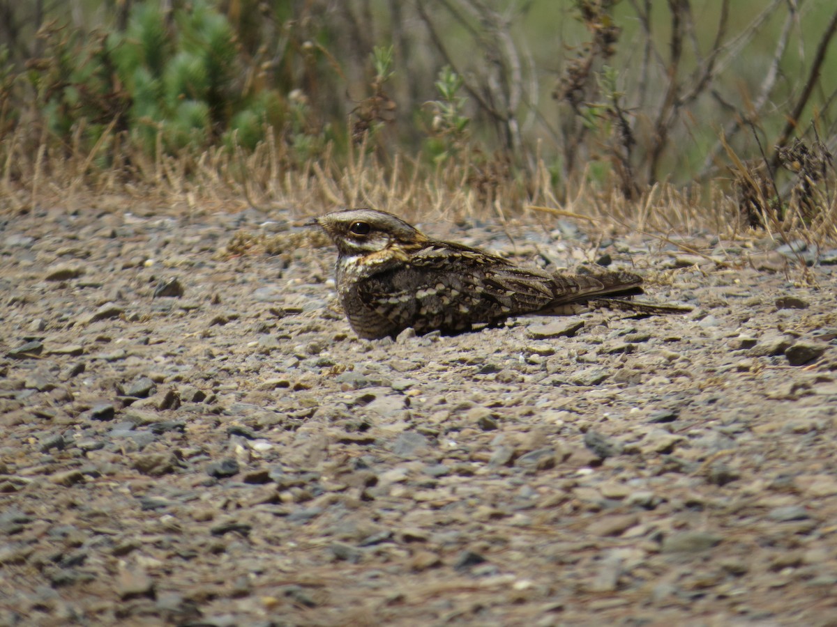 Red-necked Nightjar - ML187482301