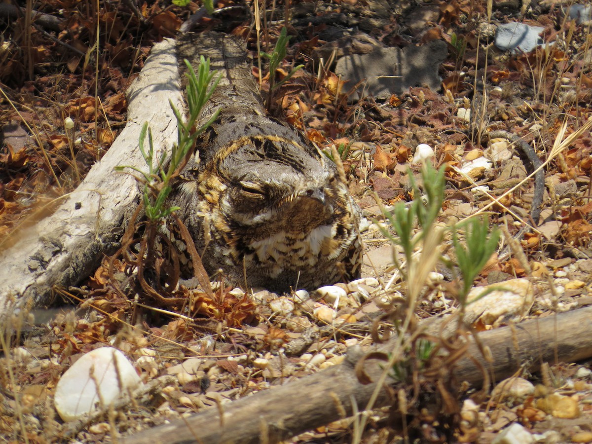 Red-necked Nightjar - Santiago Caballero Carrera