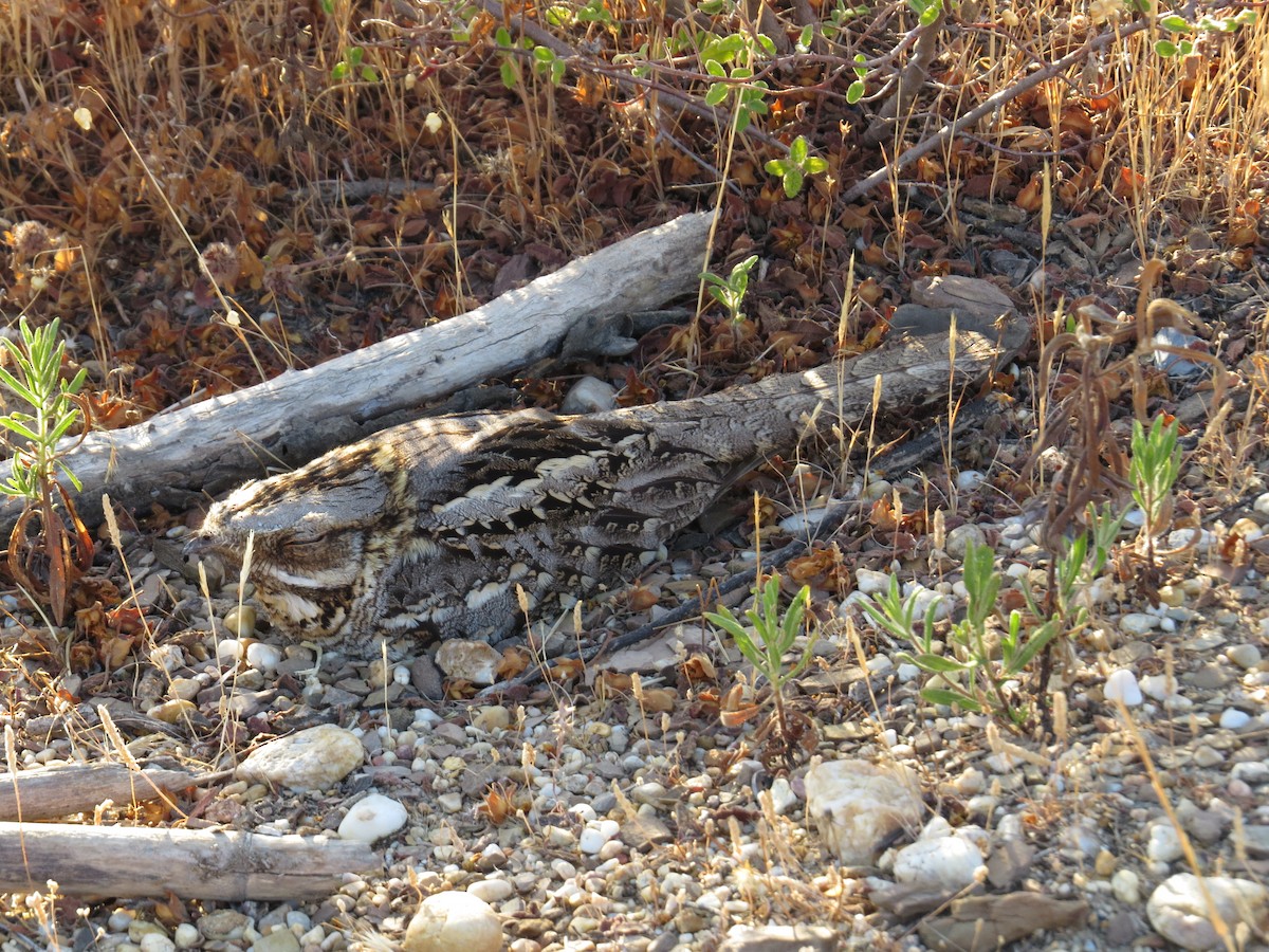 Red-necked Nightjar - Santiago Caballero Carrera