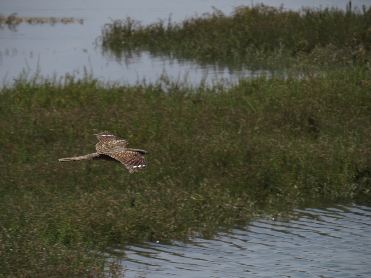 Red-necked Nightjar - Santiago Caballero Carrera