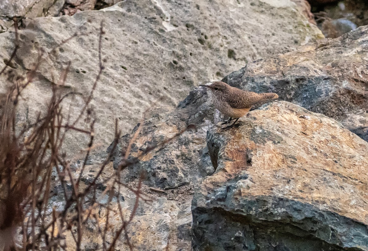 Rock Wren - ML187482901