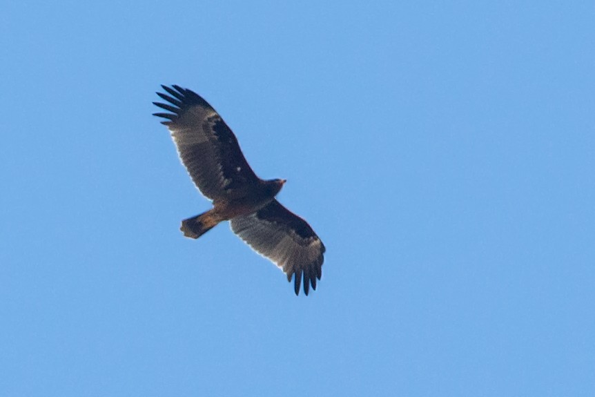 Greater Spotted Eagle - ML187484411