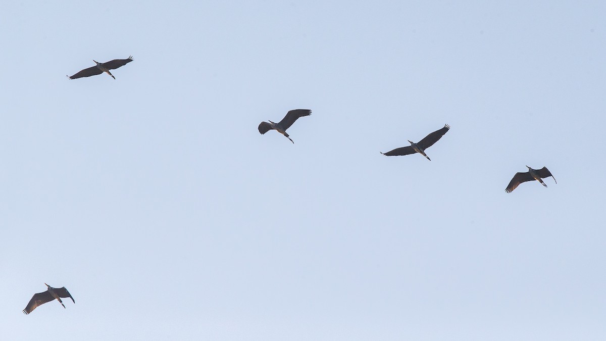 Gray Heron - ML187485791