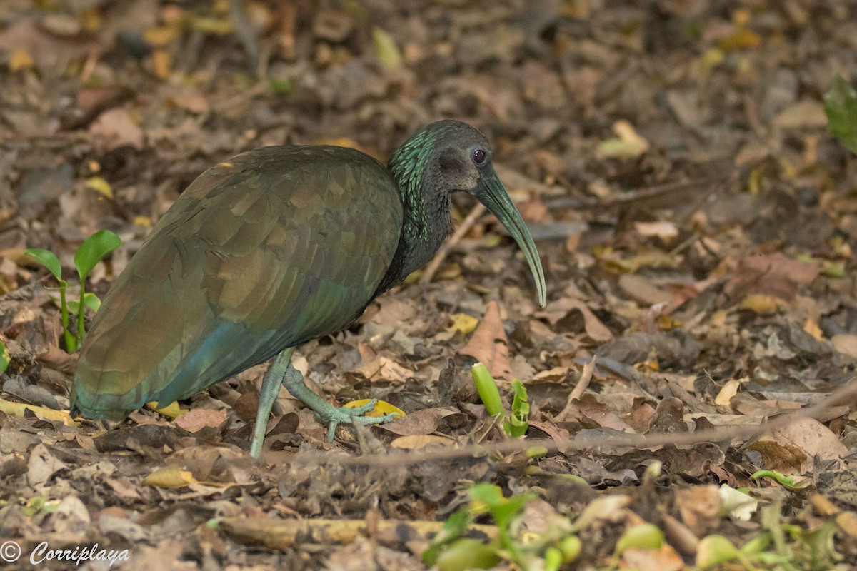 ibis zelený - ML187485821
