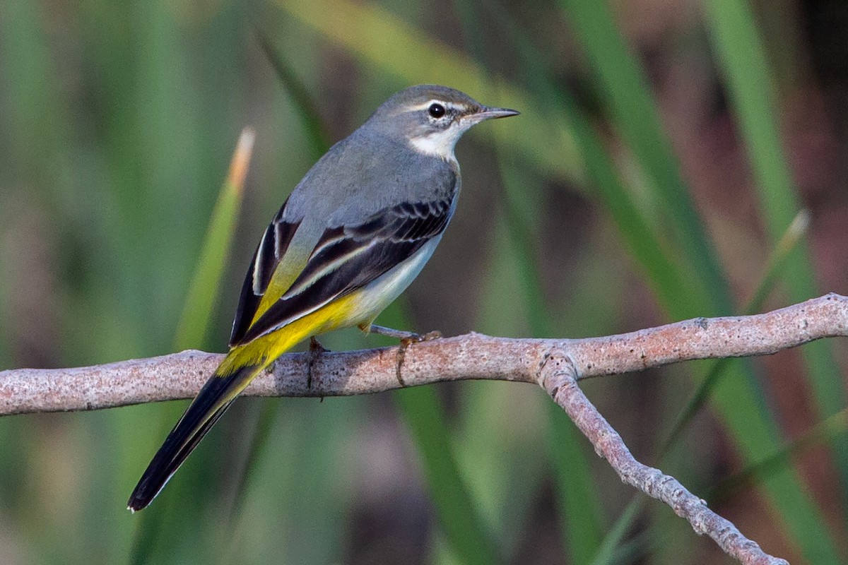 Gray Wagtail - ML187486321