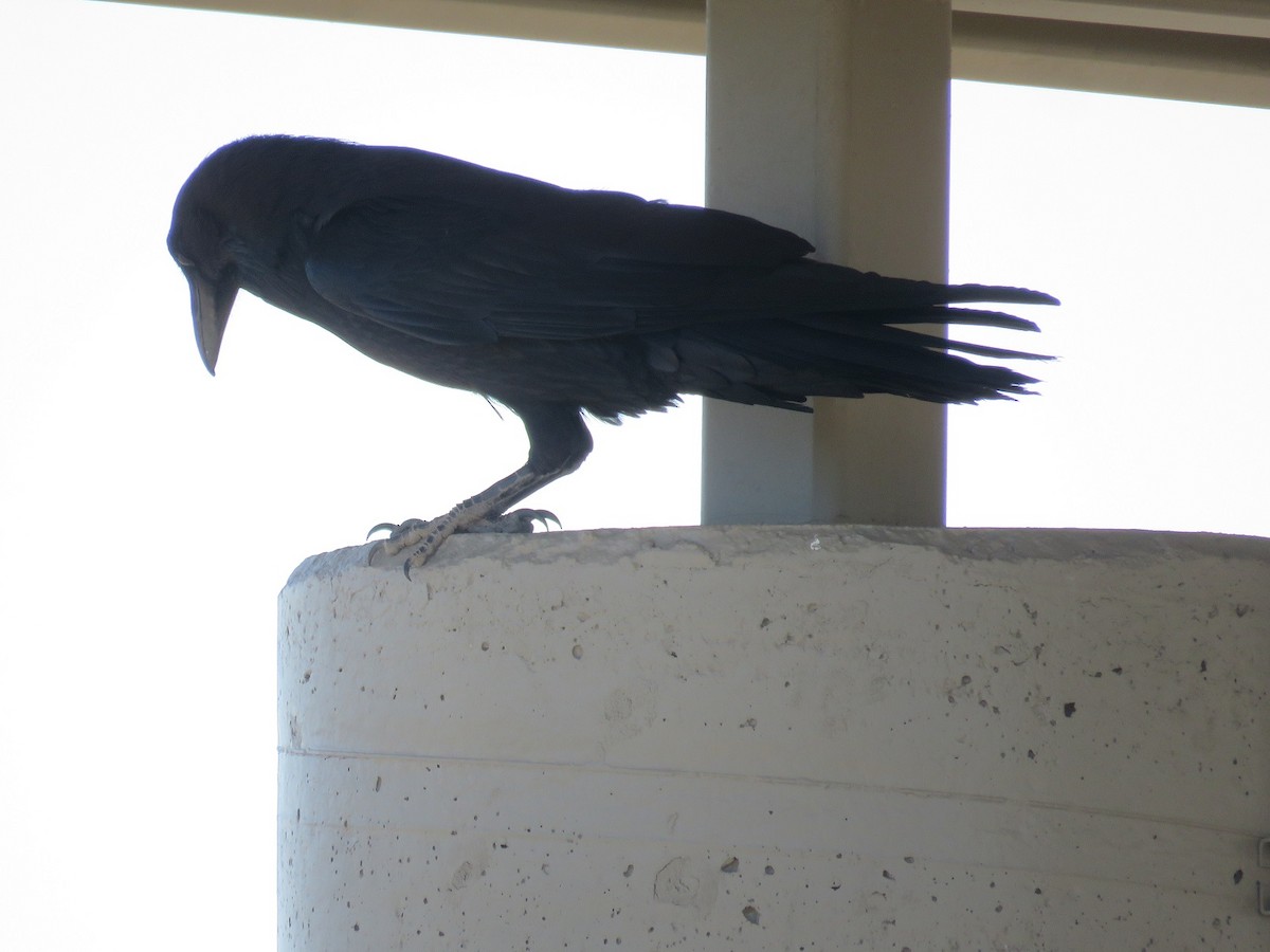 Common Raven - ML187486681