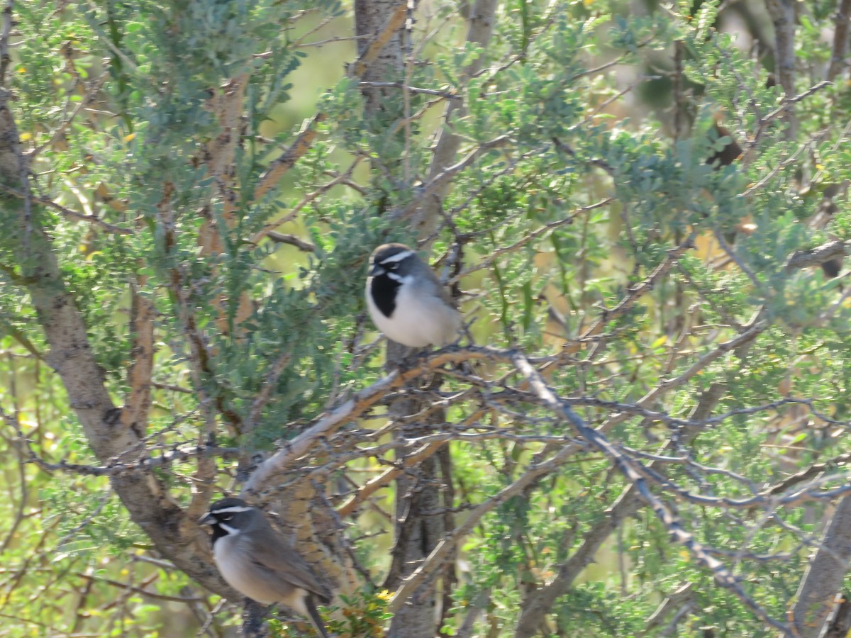 Black-throated Sparrow - ML187487071