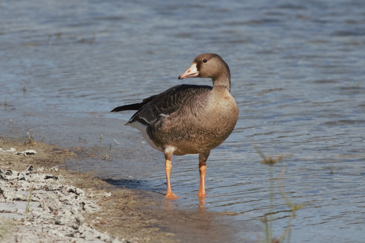 Greater White-fronted Goose - ML187487141