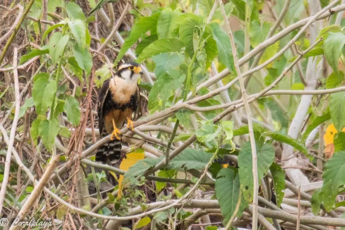 Aplomado Falcon - ML187487271