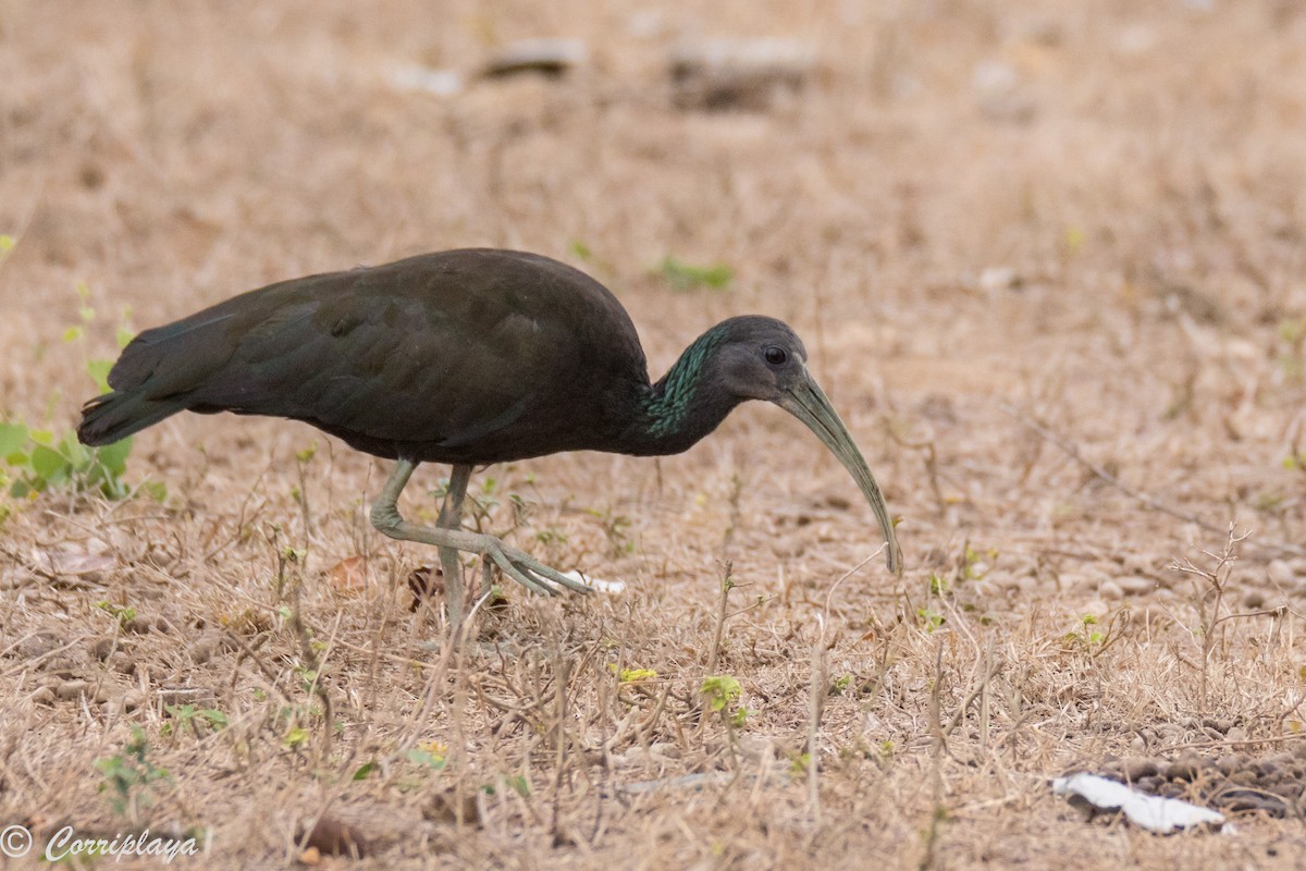 ibis zelený - ML187487801